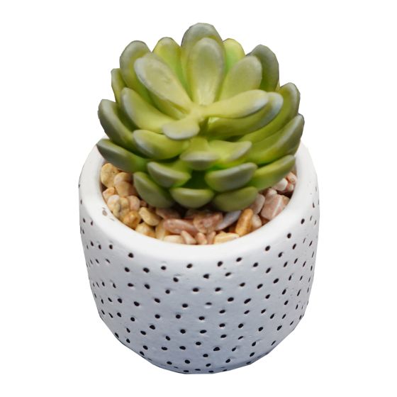 Succulent in White Spotty Pot