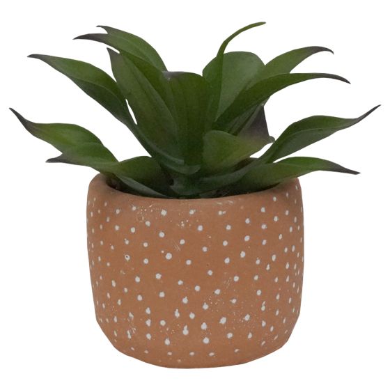 Succulent in Terracotta Pot