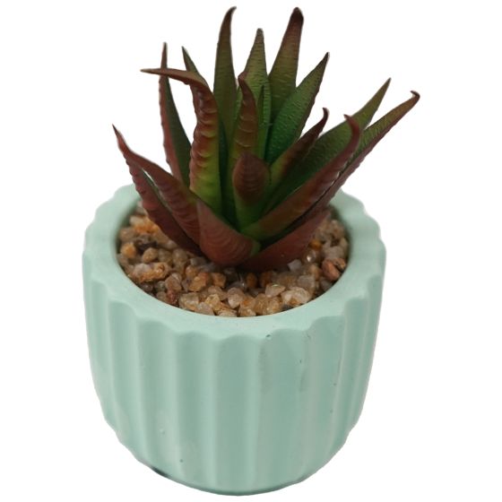 Spiky Succulent in Mint Green Pot